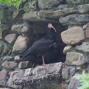 Waldrapp (Geronticus eremita) with juvenile, 2021-07-03