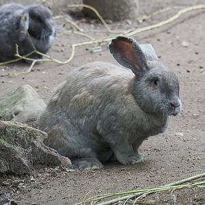 Domestic rabbit (Oryctolagus cuniculus domesticus),2021-07-03