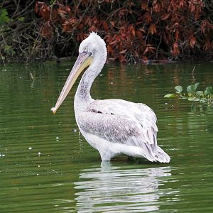 Dalmatian pelican (Pelecanus crispus), 2021-07-03