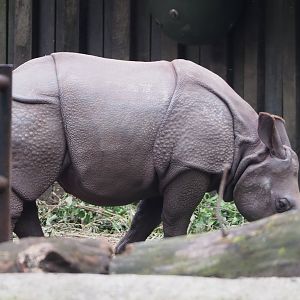 Juvenile Indian rhinoceros Vaiana (Rhinoceros unicornis), 2021-07-03