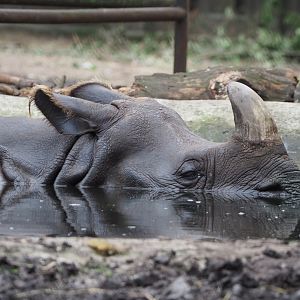 Indian rhinoceros Karamat (Rhinoceros unicornis) in the pool, 2021-07-03