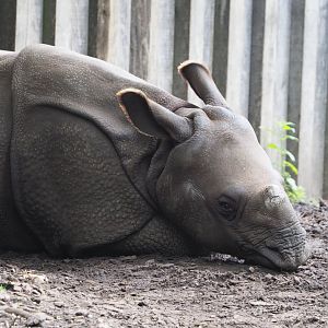 Juvenile Indian rhinoceros Vaiana (Rhinoceros unicornis), 2021-07-03