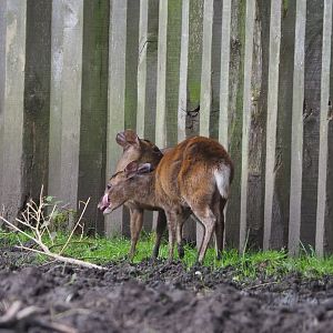 Media 'Reeves' muntjacs (Muntiacus reevesi), 2021-07-03' in category 'Planckendael'