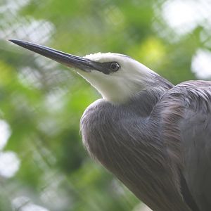 Media 'White-faced Heron (Egretta novaehollandiae), 2021-07-03' in category 'Planckendael'