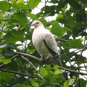 Pied imperial pigeon (Ducula bicolor), 2021-07-03