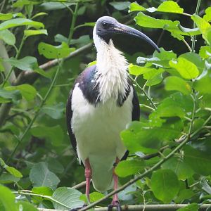 Straw-necked ibis (Threskiornis spinicollis), 2021-07-03