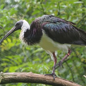 Straw-necked ibis (Threskiornis spinicollis), 2021-07-03