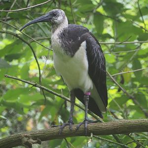 Juvenile Straw-necked ibis (Threskiornis spinicollis), 2021-07-03