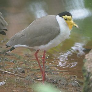 Masked lapwing (Vanellus miles), 2021-07-03