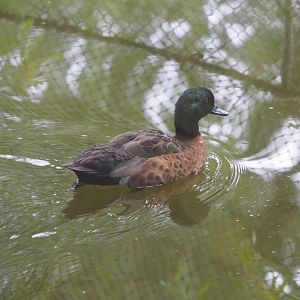 Chestnut teal (Anas castanea), 2021-07-03
