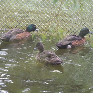 Chestnut teals (Anas castanea), 2021-07-03