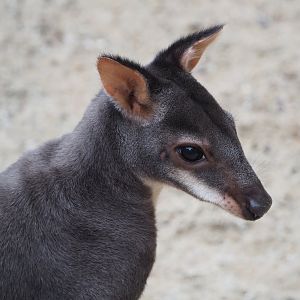 Dusky pademelons (Thylogale brunii), 2021-07-03