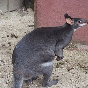 Dusky pademelons (Thylogale brunii), 2021-07-03