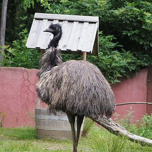Emu (Dromaius novaehollandiae), 2021-07-03