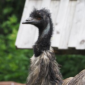 Emu (Dromaius novaehollandiae), 2021-07-03