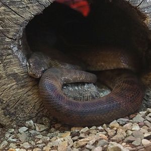 Children’s python (Antaresia childreni), 2021-07-03