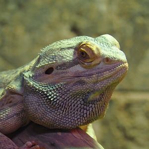 Central bearded dragon (Pogona vitticeps), 2021-07-03