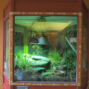 Re-done Eastern blue-tongued skink terrarium, 2021-07-03