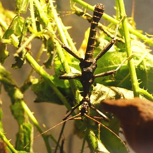 Male Giant thorny stick insect (Trachyaretaon brueckneri), 2021-07-03