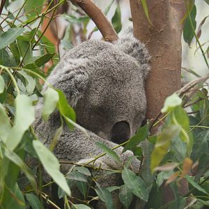 Koala (Phascolarctos cinereus), 2021-07-03