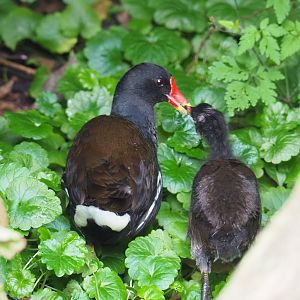 Wild Eurasian common moorhens (Gallinulla chloropus chloropus), 2021-07-03