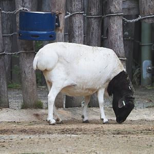 Somali Black-headed sheep (Ovis aries), 2021-07-03