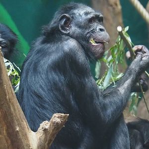 Bonobo (Pan paniscus), 2021-07-03