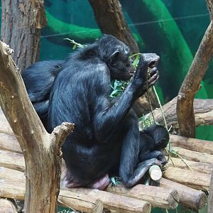 Bonobos (Pan paniscus), 2021-07-03