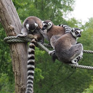 Ring-taliled lemurs (Lemur catta), 2021-07-03