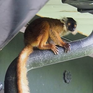 Juvenile black lemur (Eulemur macaco), 2021-07-03