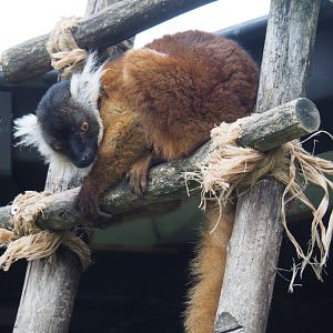 Juvenile black lemur (Eulemur macaco), 2021-07-03
