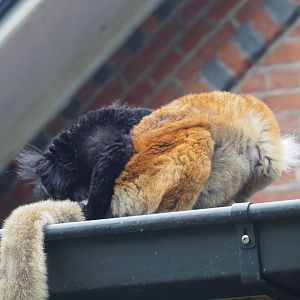 Black lemur pair (Eulemur macaco), 2021-07-03