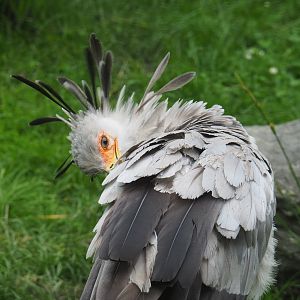 Secretary bird (Sagittarius serpentarius), 2021-07-03