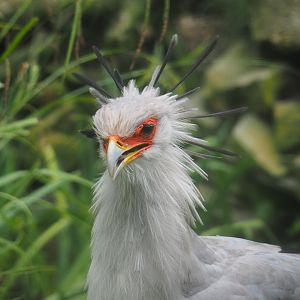 Secretary bird (Sagittarius serpentarius), 2021-07-03