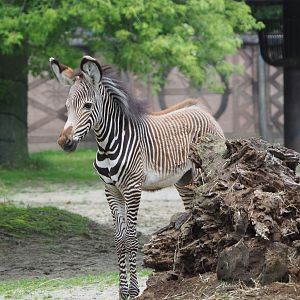 Grevy's zebra foal (Equus grevyi), 2021-07-03