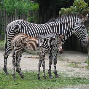 Grevy's zebra with foal (Equus grevyi), 2021-07-03