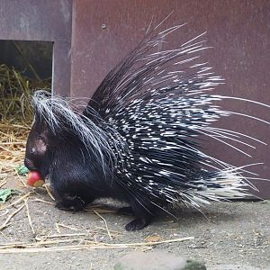 Cape porcupine (Hystrix africaeaustralis), 2021-07-03