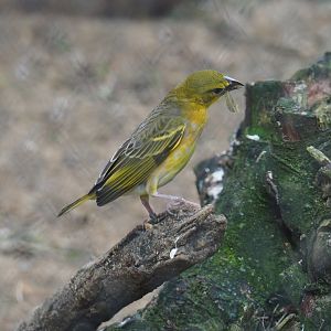 Female Village weaver (Ploceus cucullatus), 2021-07-03
