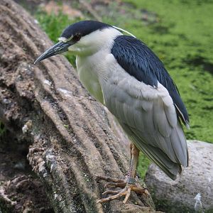 Black-crowned night heron (Nycticorax nycticorax nycticorax), 2021-07-03
