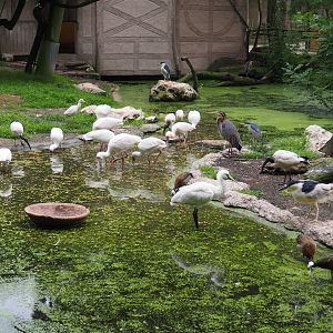 Different bird species in the African waterfront aviary, 2021-07-03