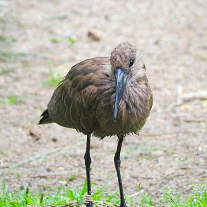 Hamerkop (Scopus umbretta), 2021-07-03