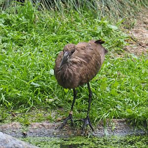 Hamerkop (Scopus umbretta), 2021-07-03