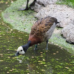 White-faced whistling duck (Dendrocygna viduata), 2021-07-03
