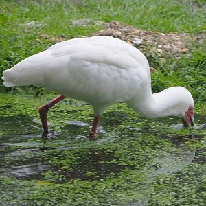 African spoonbill (Platalea alba), 2021-07-03