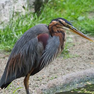 Purple heron (Ardea purpurea), 2021-07-03
