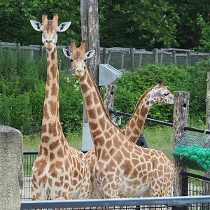 Kordofan giraffes (Giraffa camelopardalis antiquorum), 2021-07-03