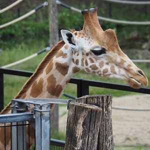 Kordofan giraffe (Giraffa camelopardalis antiquorum), 2021-07-03