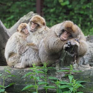Barbary macaques (Macaca sylvanus), 2021-07-03