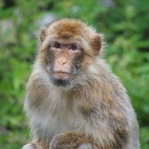 Barbary macaques (Macaca sylvanus), 2021-07-03
