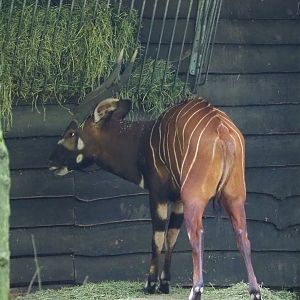 Mountain bongo (Tragelaphus eurycerus isaaci), 2021-07-03